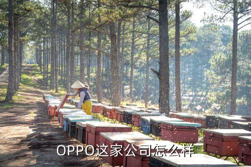 oppo这家公司怎么样