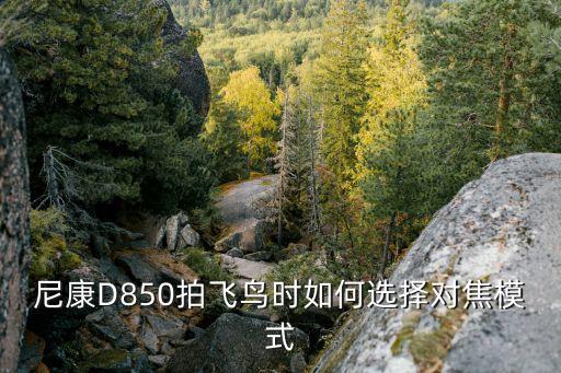 尼康d850拍飞鸟时如何选择对焦模式