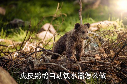 虎皮鹦鹉自动饮水器怎么做