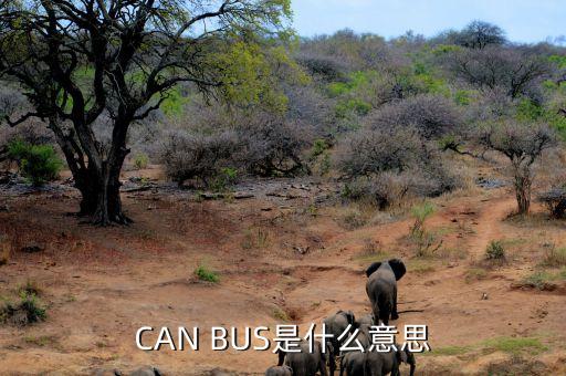 can bus是什么意思