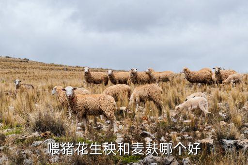 喂猪花生秧和麦麸哪个好