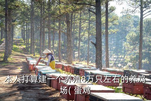 本人打算建一个养殖8万只左右的养鸡场( 蛋鸡