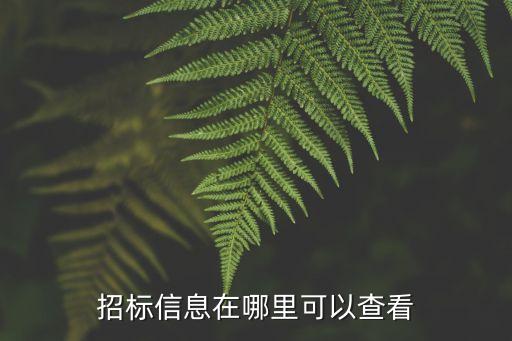 招标信息在哪里可以查看