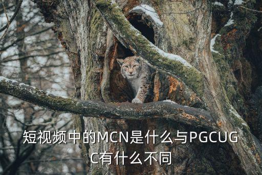 短视频中的mcn是什么与pgcugc有什么不同