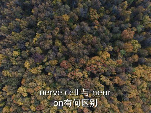 nerve cell 与 neuron有何区别